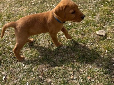 AKC Fox Red lab puppy Male