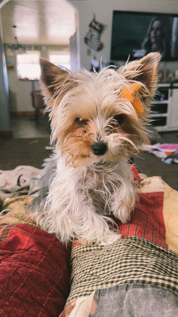 Purebred Parti YorkiE
