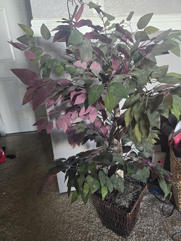 tree