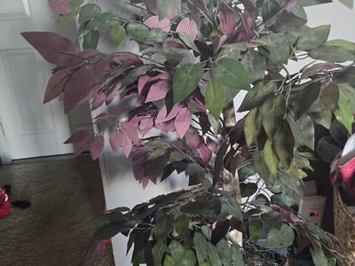 tree