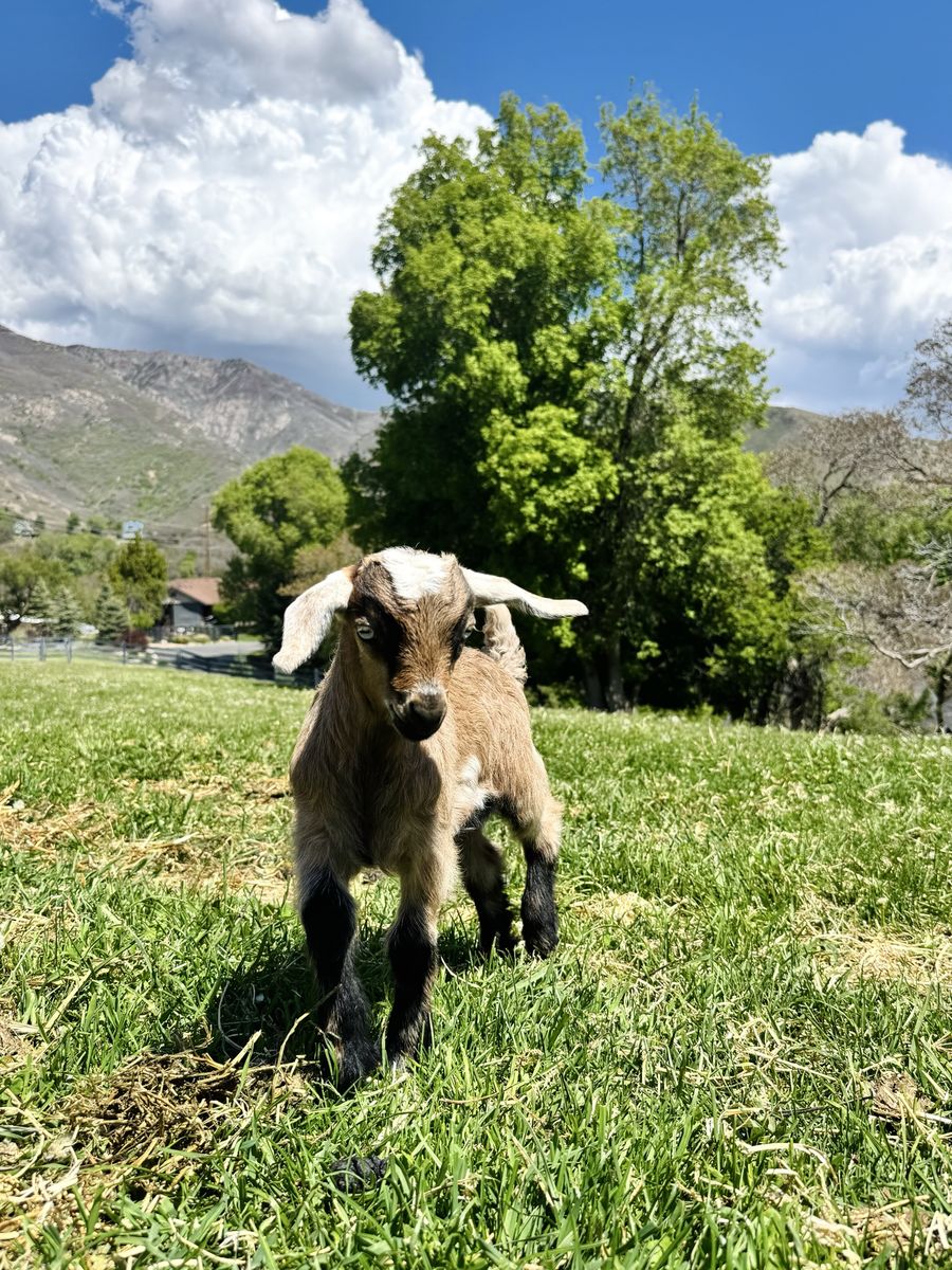 Fainting Buck Goat Available – Jason| Maple Creek Farm