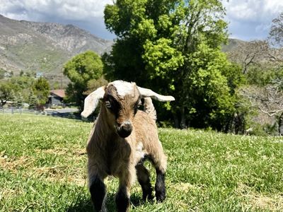 Fainting Buck Goat Available – Jason| Maple Creek Farm