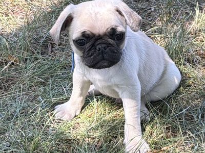 Pug Puppies