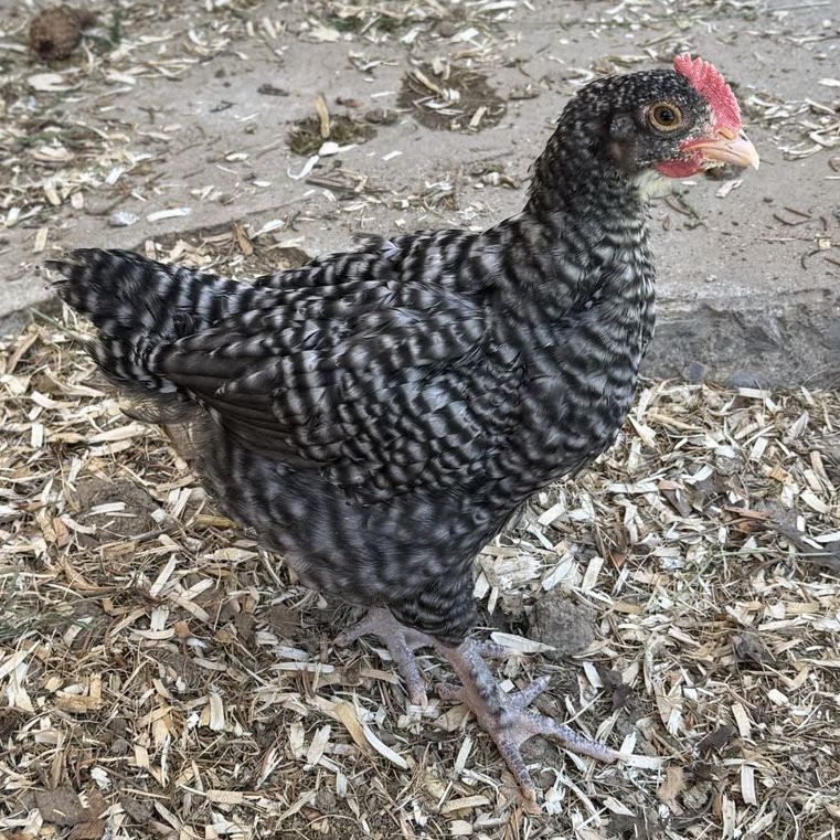 Rooster cockerel