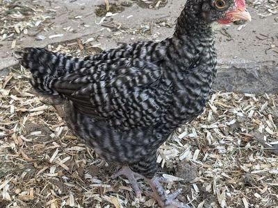 Rooster cockerel
