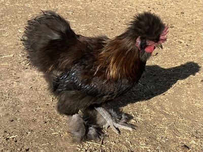 FREE SILKIE ROOSTERS