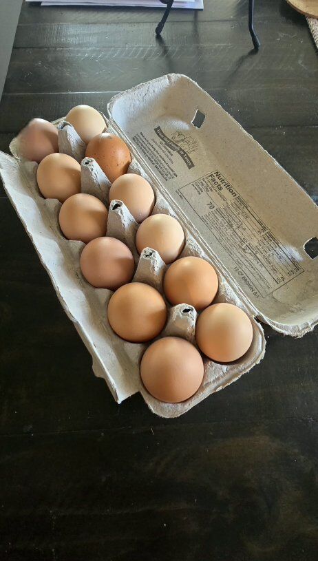 Fresh eggs