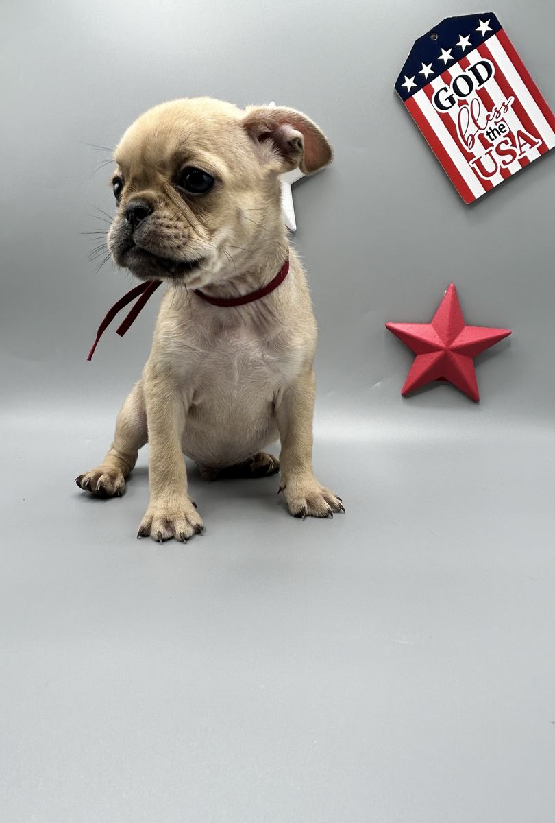Pug Puppies - 2 Male, 12 Weeks Old, Vaccinated & Microchipped