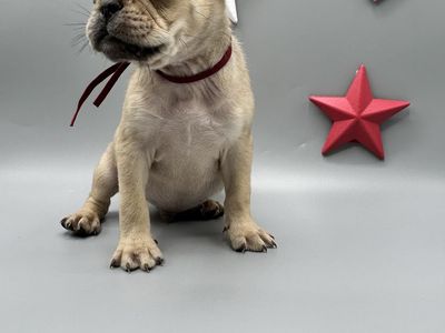 Pug Puppies - 2 Male, 12 Weeks Old, Vaccinated & Microchipped