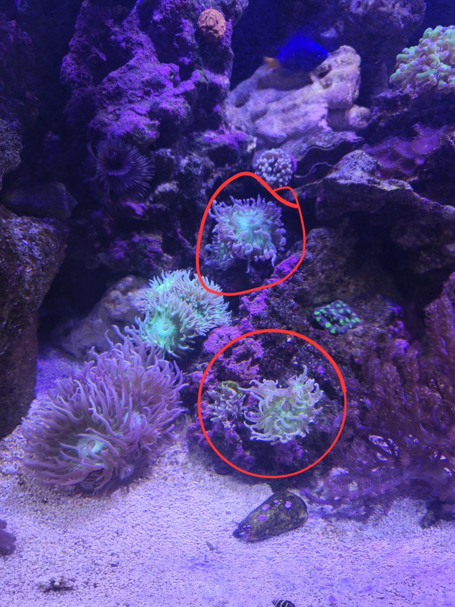 Live Saltwater Reef Coral Frags - duncan, Candy Cane, Clove Polyps and mushrooms