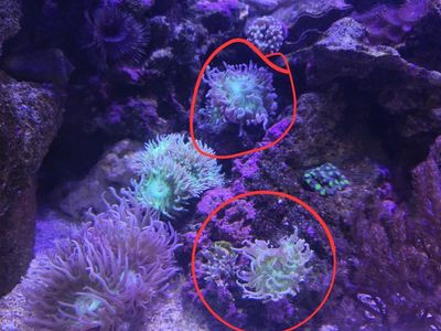 Live Saltwater Reef Coral Frags - duncan, Candy Cane, Clove Polyps and mushrooms