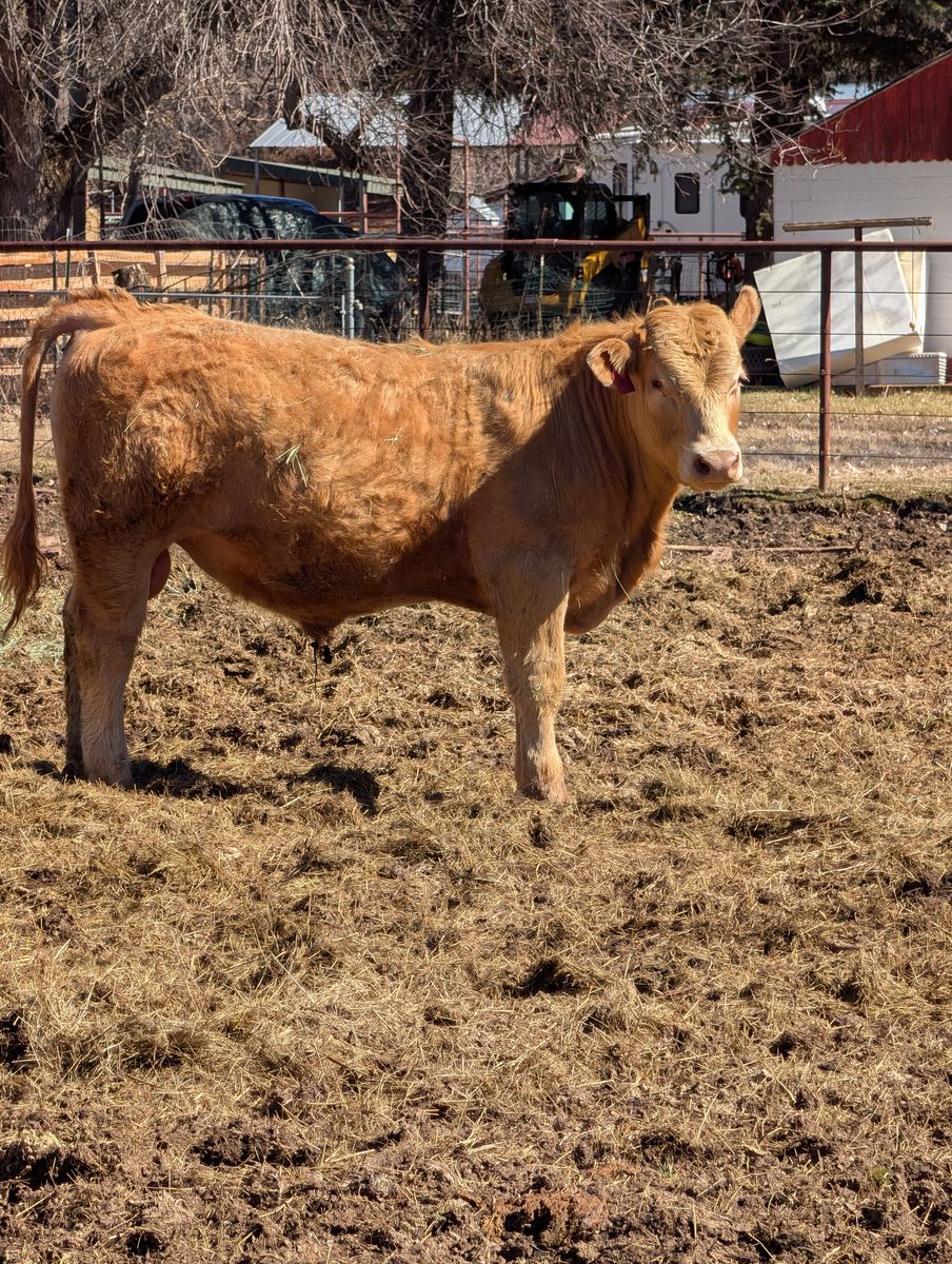 Yearling bull