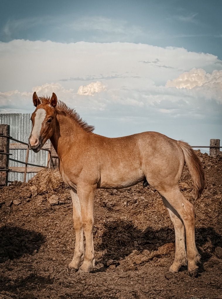 Red Roan Half-Draft Colt