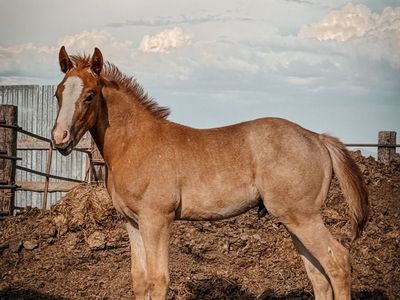 Red Roan Half-Draft Colt