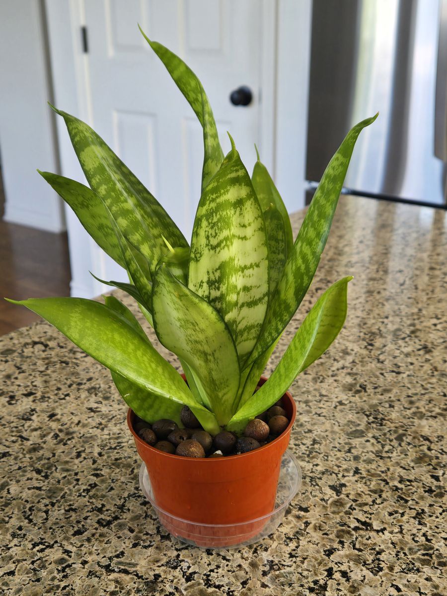 Sansevieria Plant