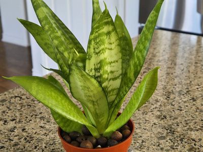 Sansevieria Plant