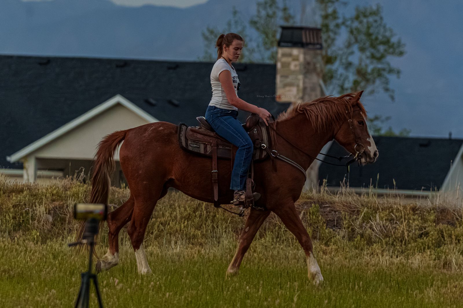 Half Lease Opportunity – 8 year old Mustang Gelding; Located in High Country, Herriman UT [NOT FOR SALE!]