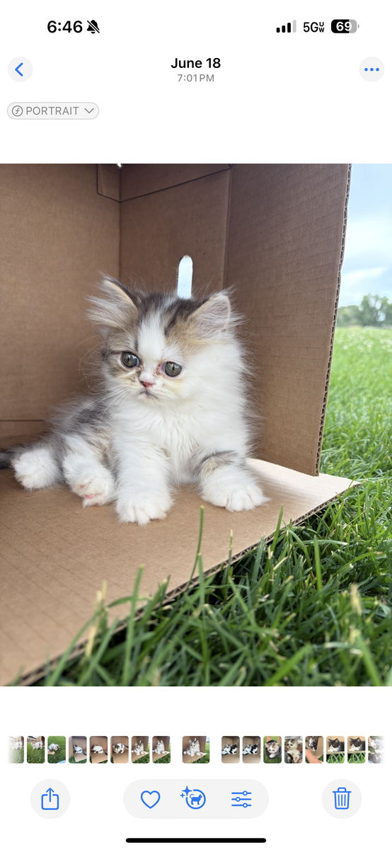 Purebred Registered Persian Kittens