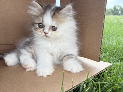 Purebred Registered Persian Kittens