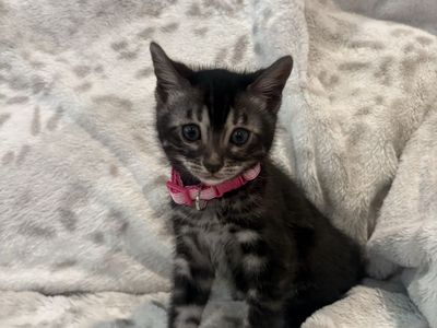 Adorable Bengal Kittens!