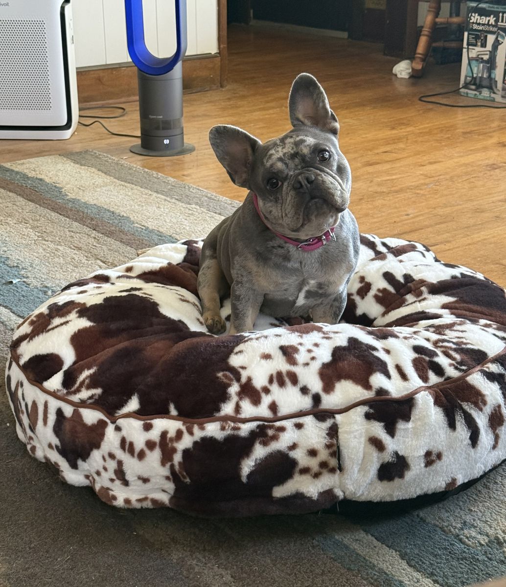 French Bulldog
