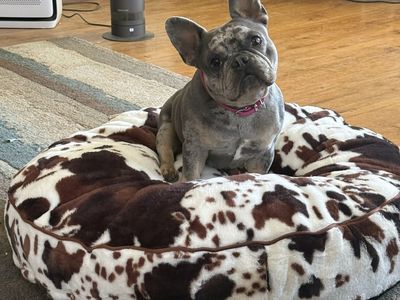 French Bulldog
