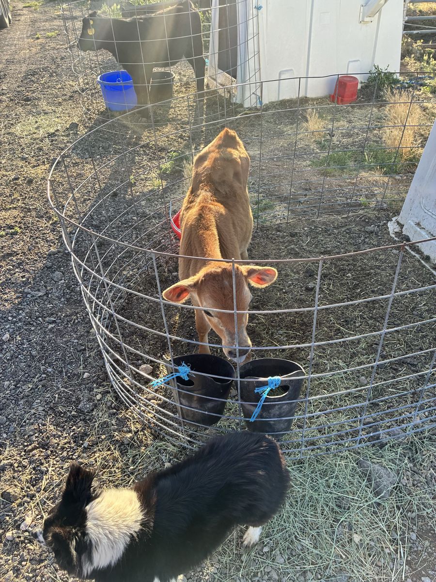 Jersey Bull Calf