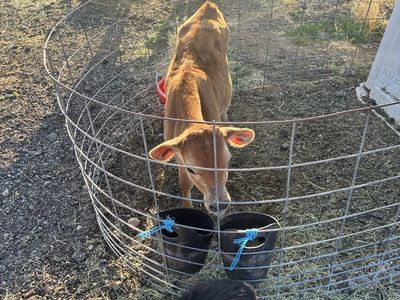 Jersey Bull Calf