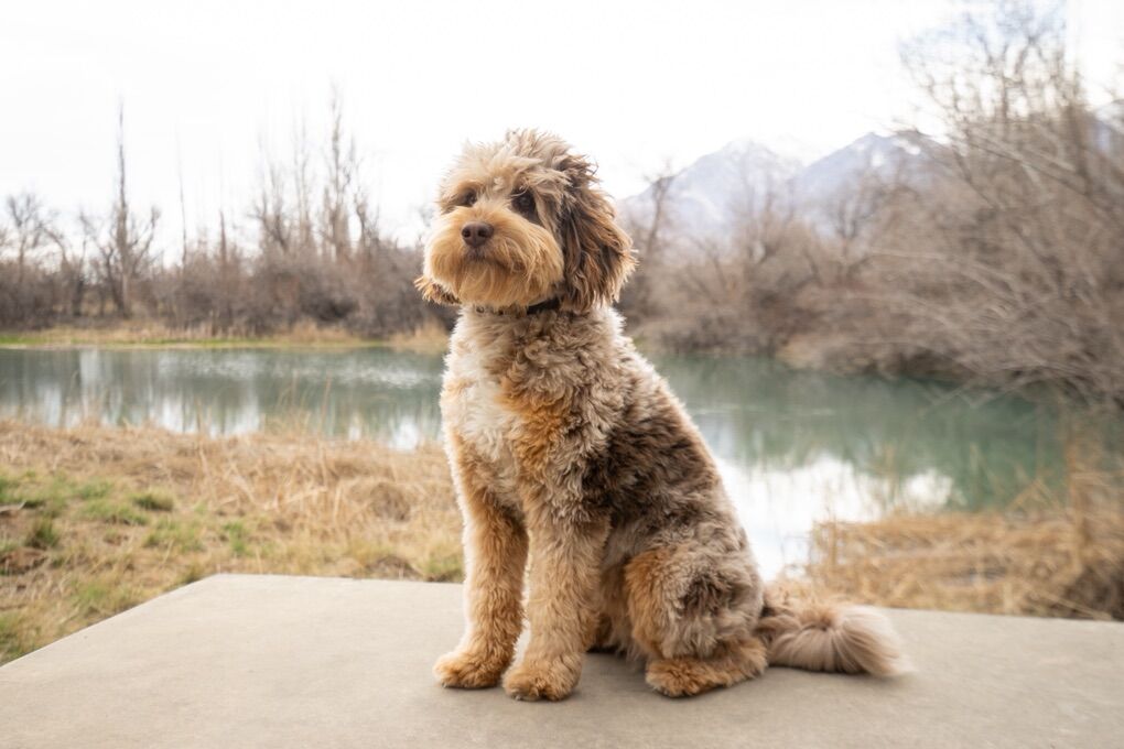 Mini Aussiedoodle Stud Red Merle CLEAR