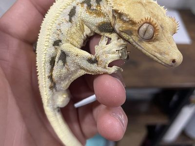 High Cover Proven Adult Lilly White Crested Gecko