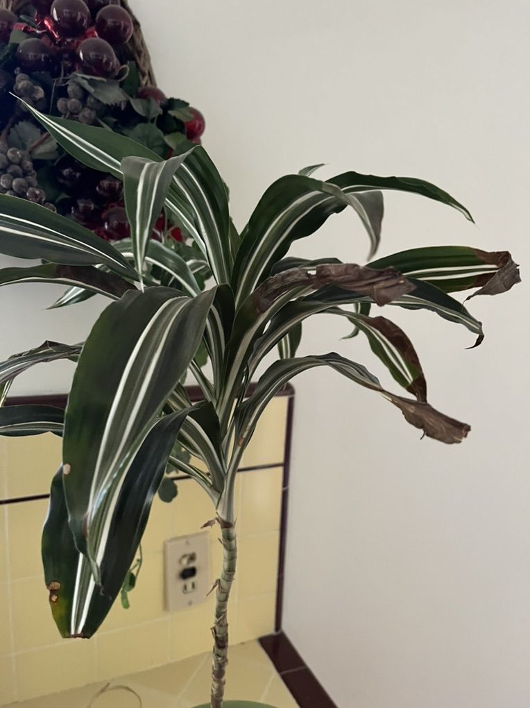 Main image 2