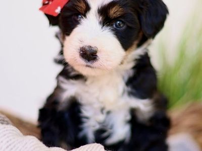 Mini Australian Mountain Doodles