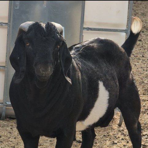 Big boer buck for breeding lease