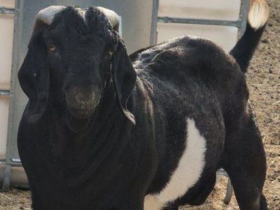 Big boer buck for breeding lease