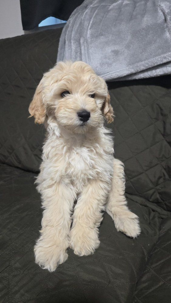 Mini Golden Doodle