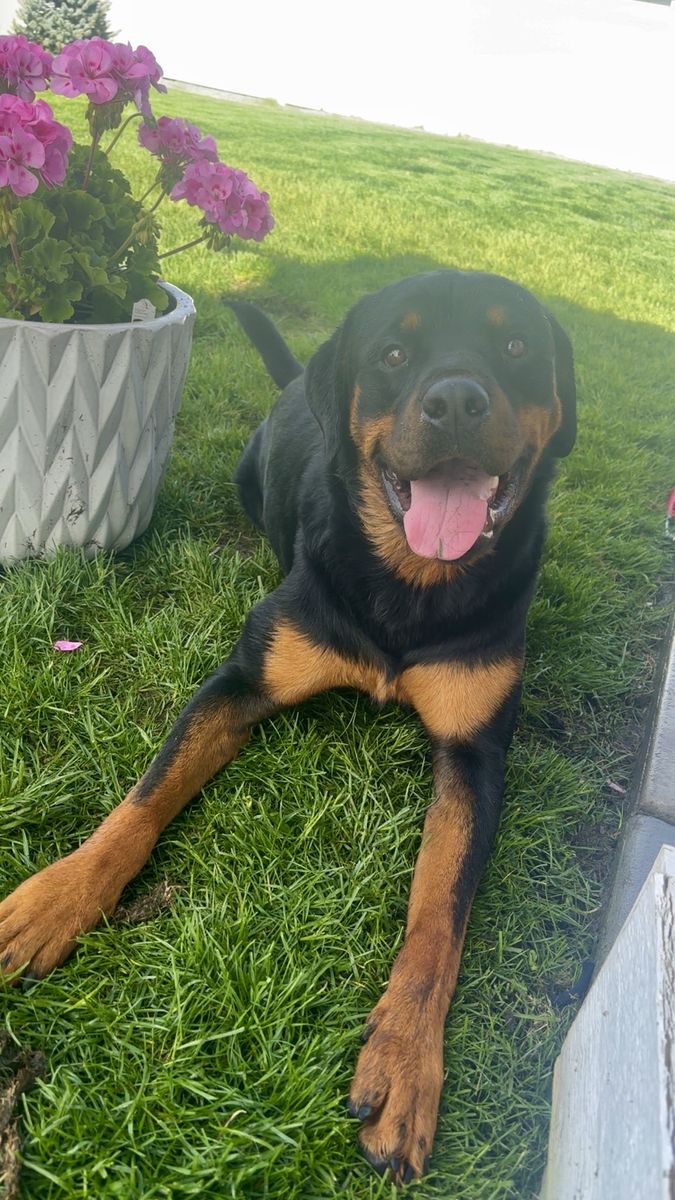 Leo - 3 Year Old Rottweiler