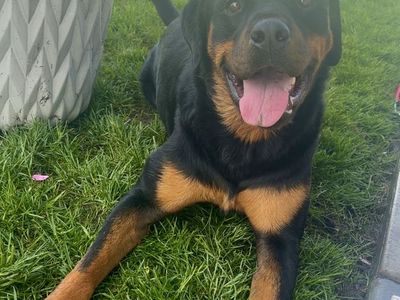 Leo - 3 Year Old Rottweiler