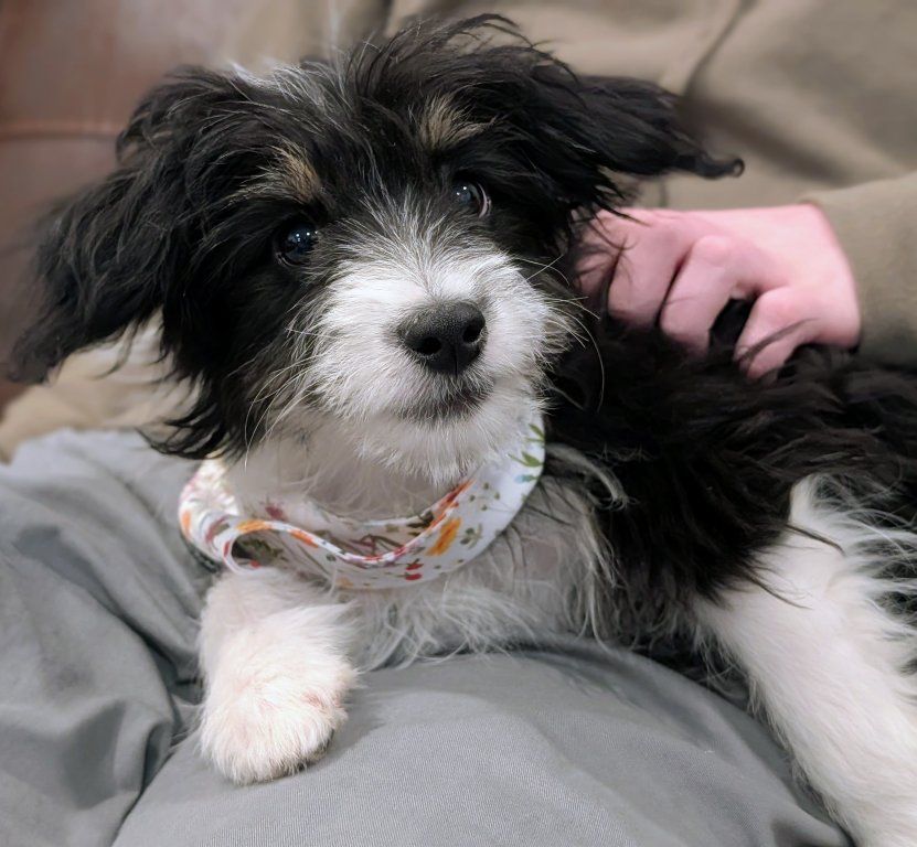 Toy Aussiedoodle Girl, 16wks old, Trained
