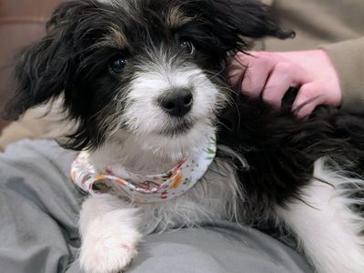 Toy Aussiedoodle Girl, 16wks old, Trained