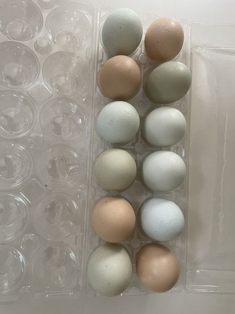 Changing out our flock