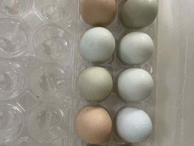 Changing out our flock