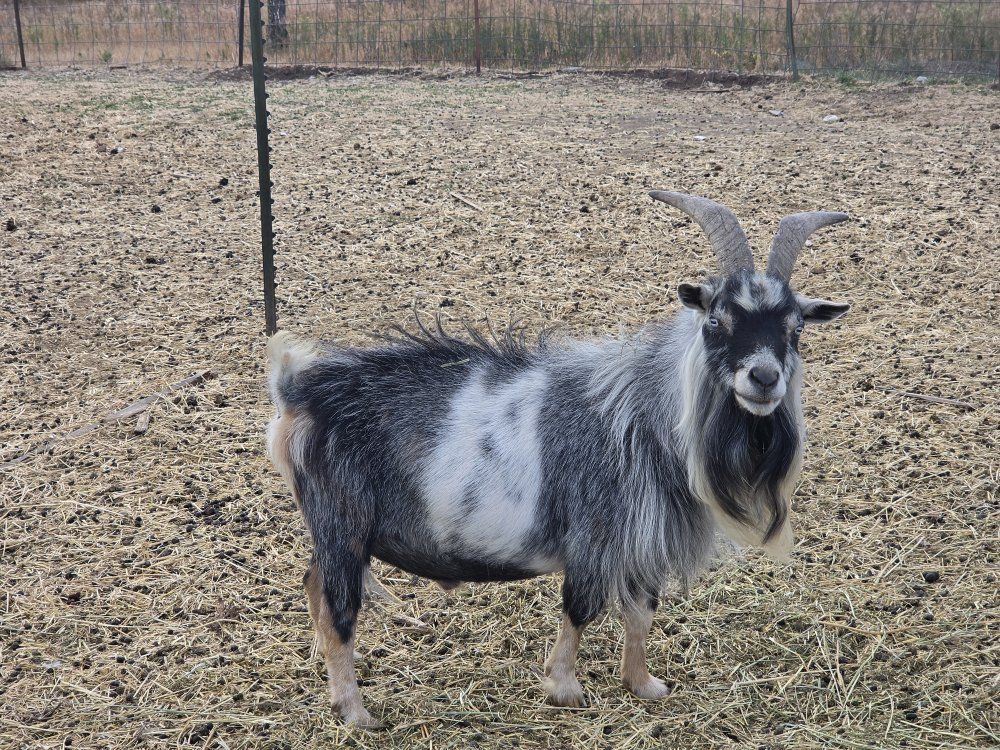 Blue eyed Nigerian Dwarf Buck
