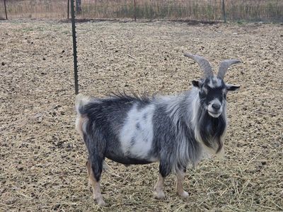 Blue eyed Nigerian Dwarf Buck