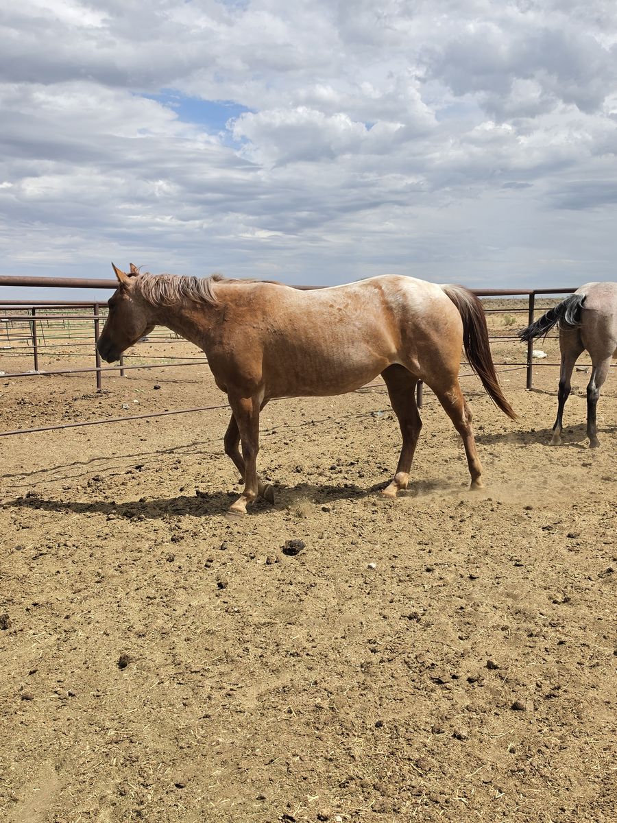 Aqha Red Roan 2 yr Old