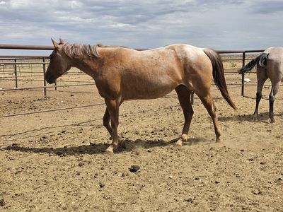 Aqha Red Roan 2 yr Old