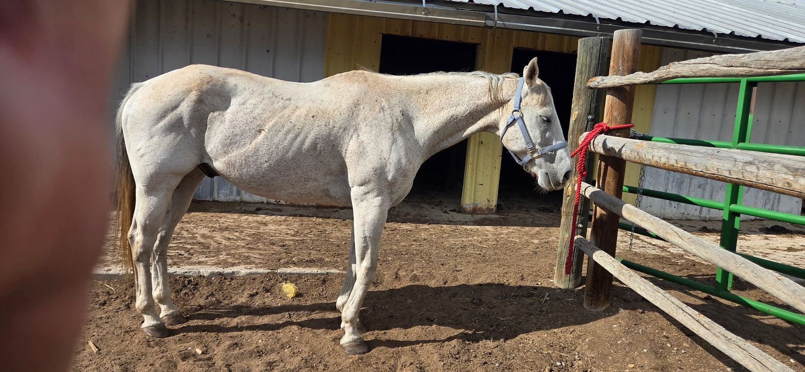 15 year old gelding