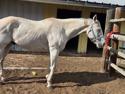 15 year old gelding
