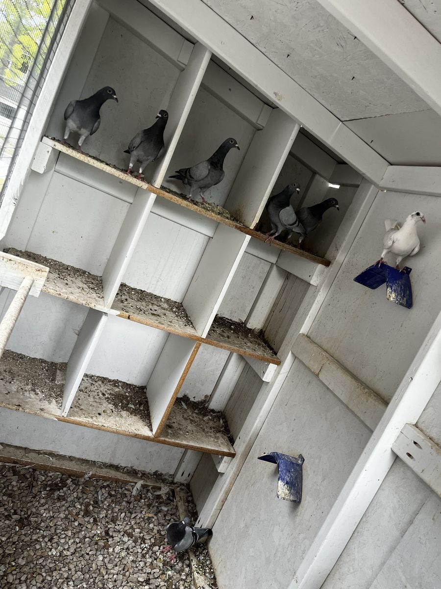 Homing Pigeons