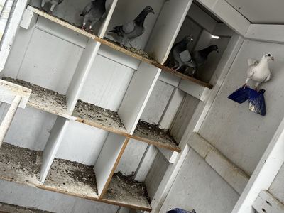 Homing Pigeons