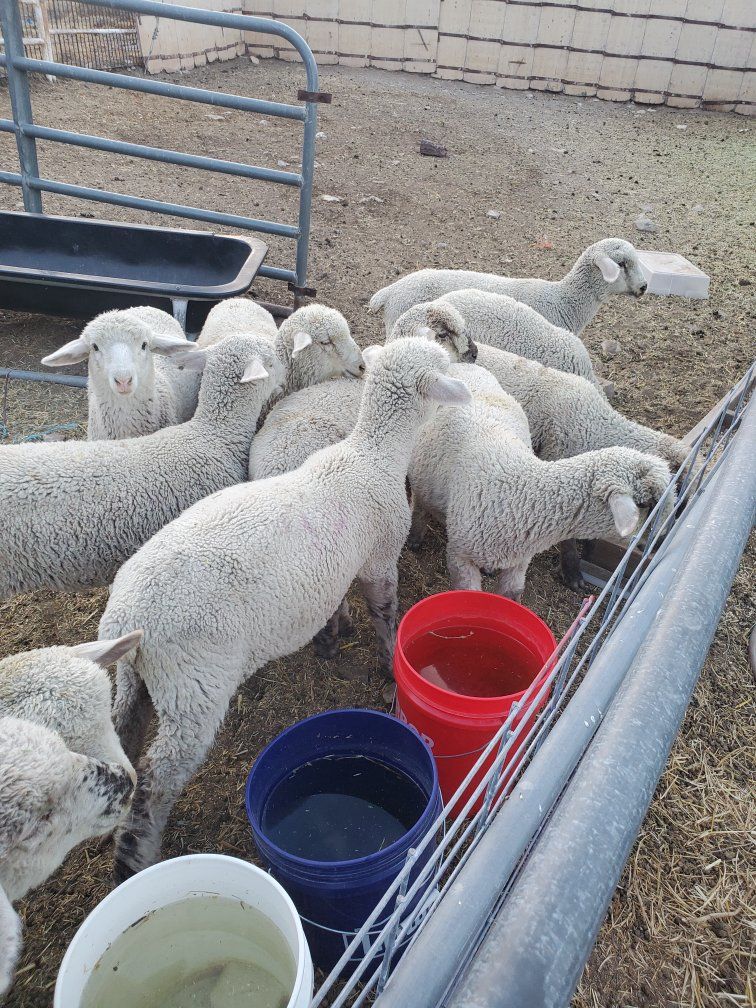 big oh lambs 